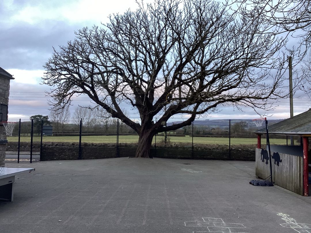 The school's beautiful oak tree in the playground with Somerset hills beyond